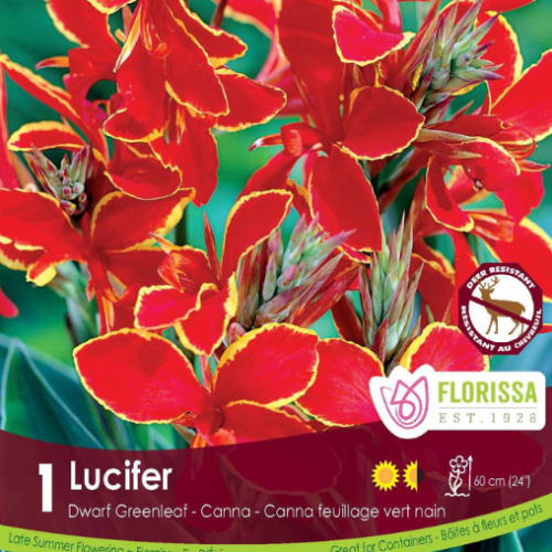 Bulbe de Canna 'Lucifer Dwarf'