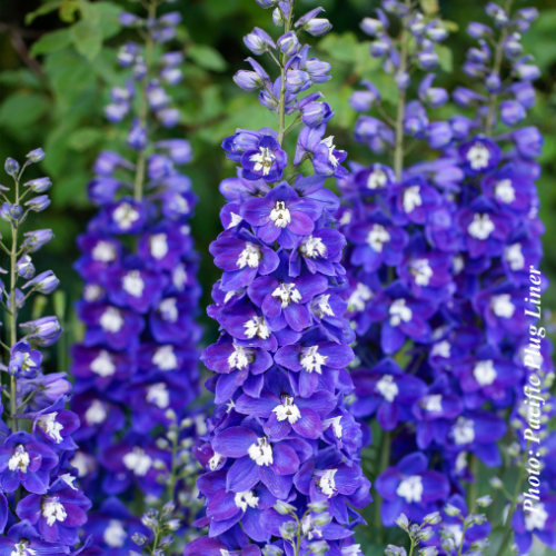 Delphinium delgenius 'Blue Fabulosa' - 2g