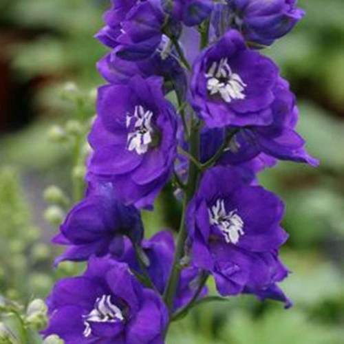 Delphinium 'Dark Blue/White Bee' - 2g
