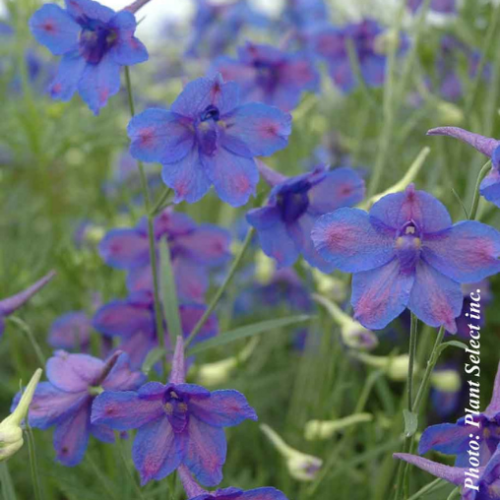 Delphinium 'Blue Butterfly' - 1g