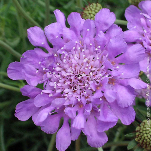 Scabiosa columbaria 'Butterfly Blue' - 1g