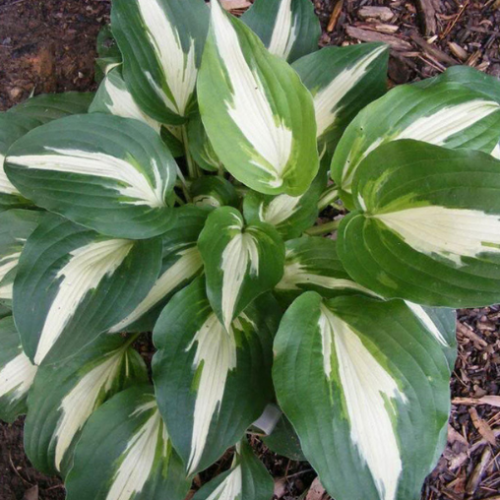 Hosta 'Night before Christmas' - 1g