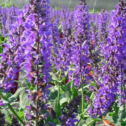 Salvia 'May Night'