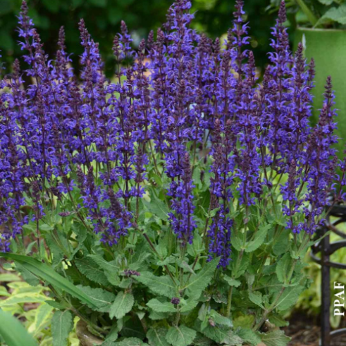 Salvia 'Violet Riot'