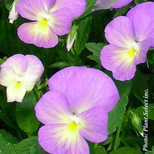 Viola 'Starry Night' - 1g