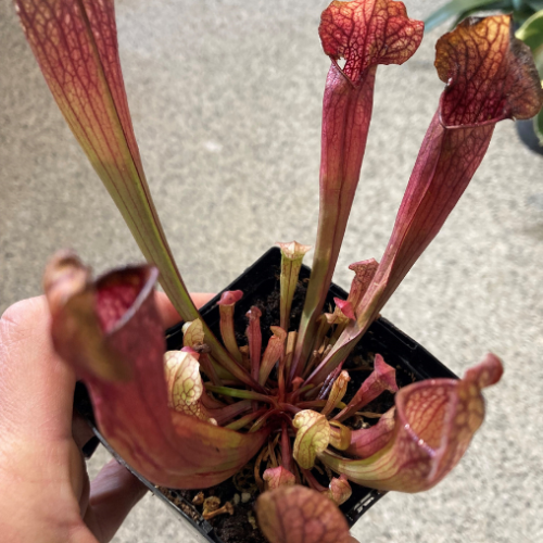 Sarracenia 'Velvet' - Sarracénie