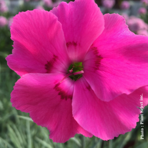 Dianthus 'Bumbleberry Pie' - 1g