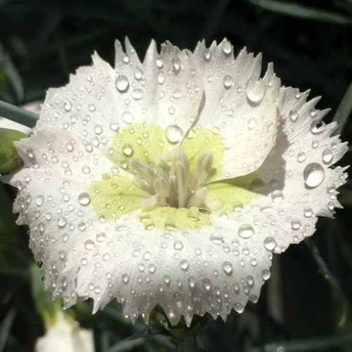 Dianthus 'Key Lime Pie' - 1g