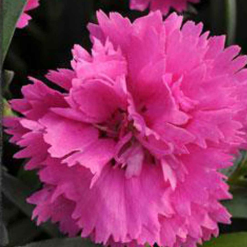 Dianthus 'Everlast Orchid' - 1g