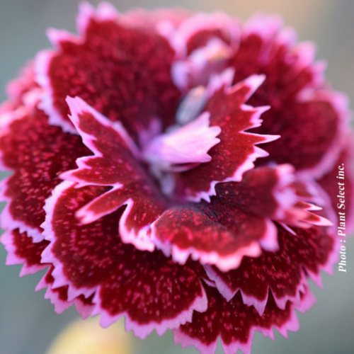 Dianthus 'Black Cherry Frost' - 1g