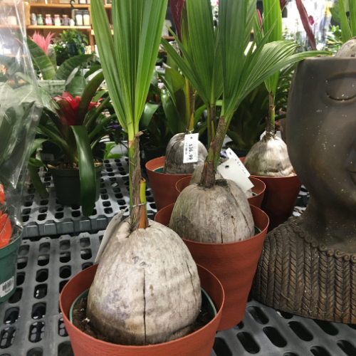 Cocos nucifera - Cocoyer