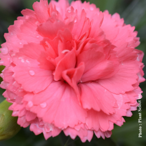 Dianthus Fruit Punch 'Classic Coral' - 1g