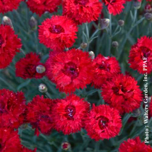 Dianthus 'Maraschino' - 1g