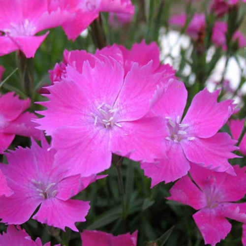 Dianthus 'Kahori' - 1g