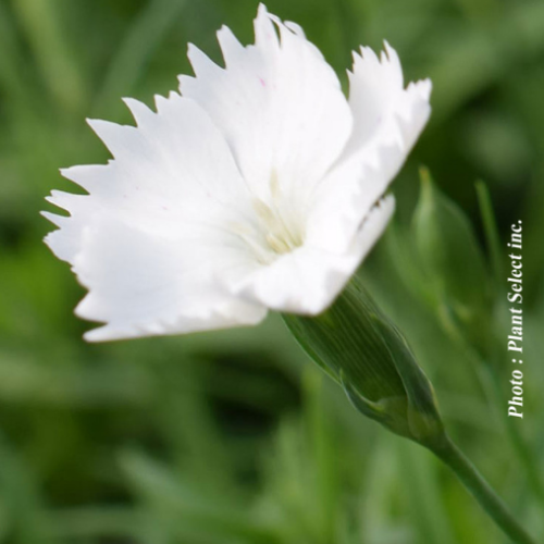 Dianthus Kahori 'Annabelle' - 1g