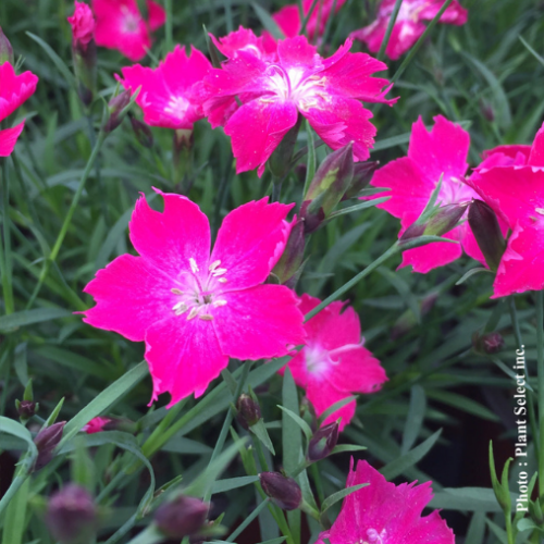 Dianthus 'Kahori Scarlet' - 1g