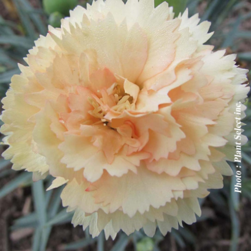 Dianthus Odessa 'Bling Bling' - 1g