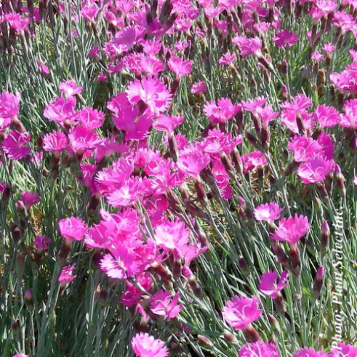 Dianthus 'Paint the Town Magenta' - 1g