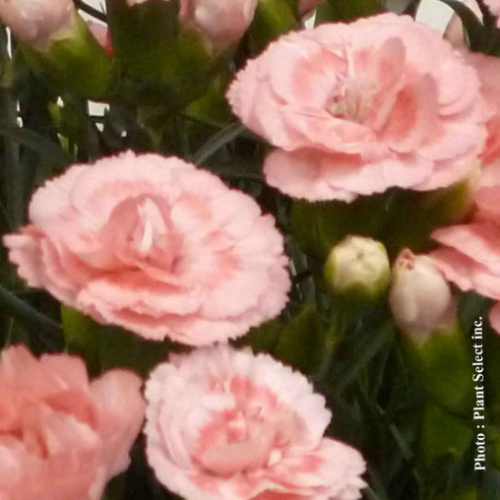 Dianthus 'Scent First Romance' - 1g