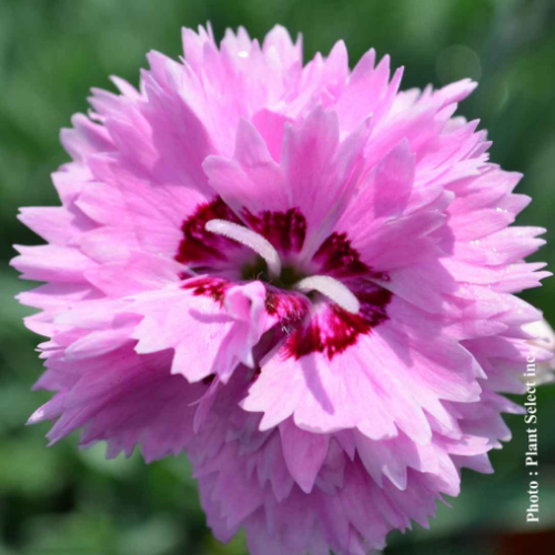 Dianthus 'Pop Star' - 1g