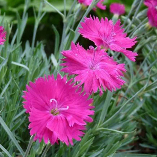Dianthus 'Neon Star' - 1g