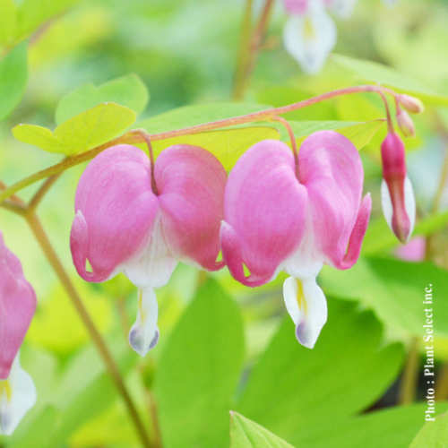 Dicentra spectabile 'Gold Heart' - 1g