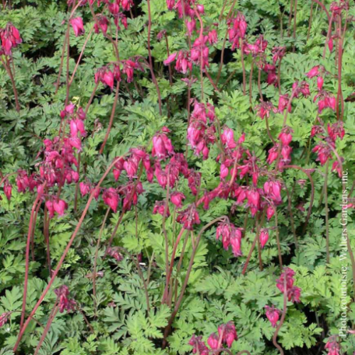 Dicentra formosa 'Luxuriant' - 1g