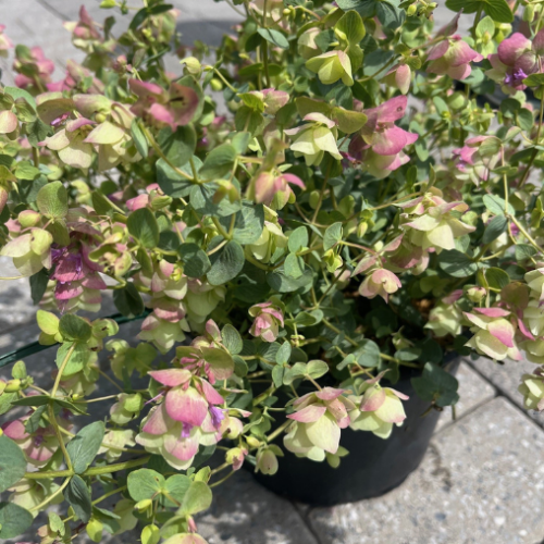 Origanum rotundifolium 'Kent Beauty' - 2g