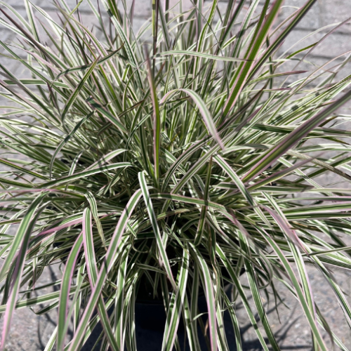 Schizachyrium 'Chameleon' - 2g