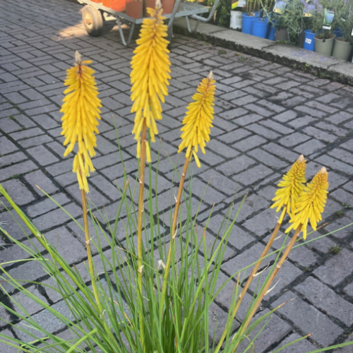 Kniphofia 'Glowstick' - 1g