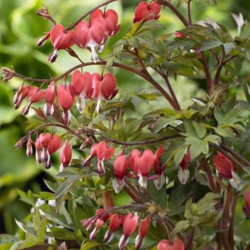 Dicentra spectabile 'Valentine' - 2g