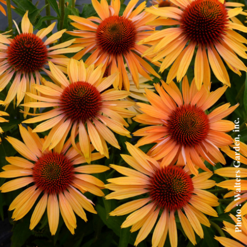 Echinacea 'Big Kahuna' - 1g