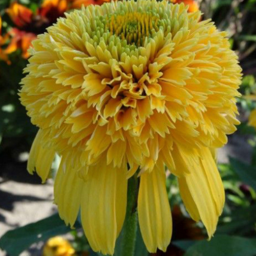 Echinacea Cara Mia 'Yellow' - 1g