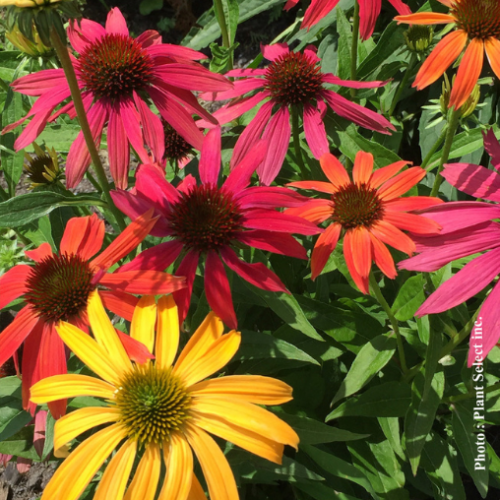 Echinacea 'Cheyenne Spirit'