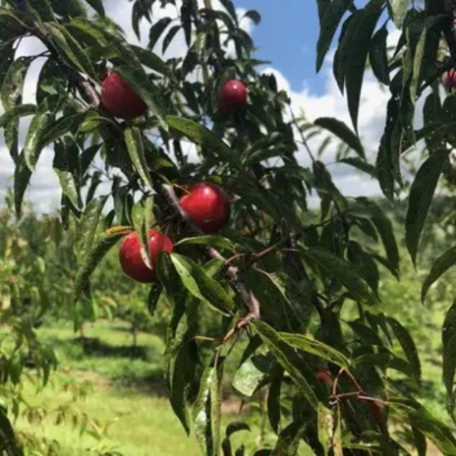 Prunus 'Vampire' - 7g