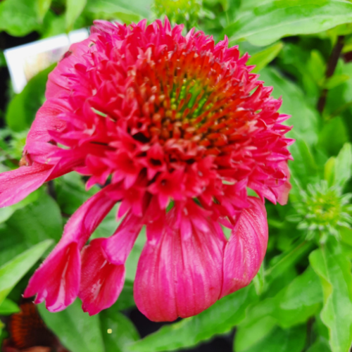 Echinacea 'Watermelon Sugar' - 2g