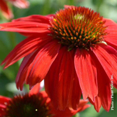 Echinacea 'Sombrero Salsa Red'