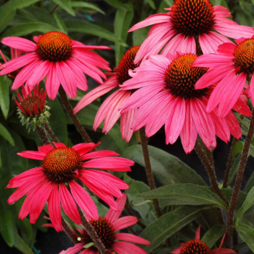 Echinacea 'Glowing Dream' - 1g