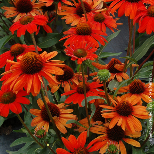 Echinacea Kismet 'Intense Orange' - 1g