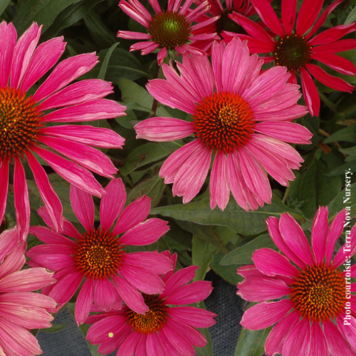 Echinacea Kismet 'Raspberry' - 1g