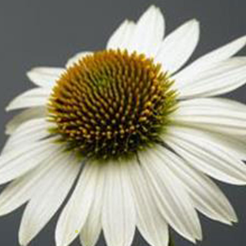 Echinacea Kismet 'White' - 1g