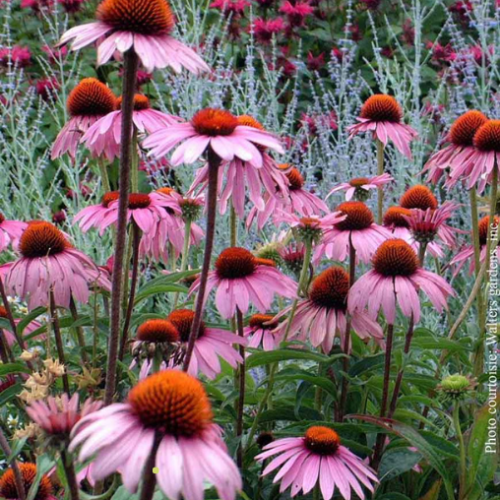 Echinacea 'Magnus' - 1g