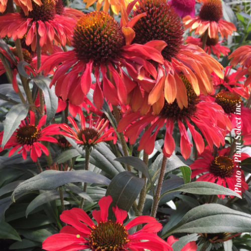 Echinacea Prima 'Ruby' - 1g