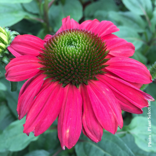 Echinacea 'Sombrero Baja Burgundy' - 1g