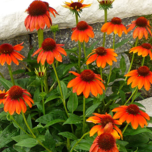 Echinacea 'Sombrero Flamenco Orange' - 1g