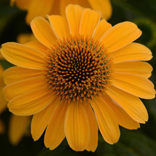 Echinacea 'Sombrero Granada Gold' - 1g