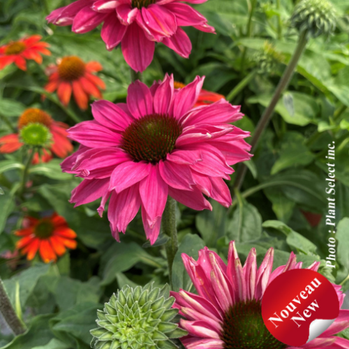 Echinacea Sunseekers 'Sweet Fuchsia' - 1g