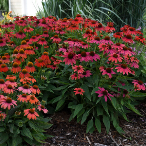 Echinacea Summersong 'Firefinch' - 1g