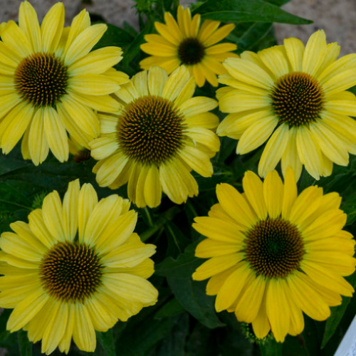 Echiancea 'Canary Feathers' -1g