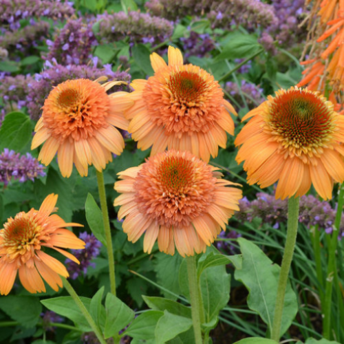 Echinacea 'Supreme Cantaloup' - 1g